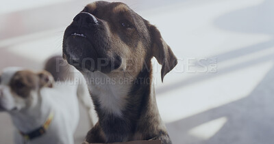 Buy stock photo Adoption center, dogs and pets for foster care, health and growth in rescue kennel. Animal shelter, companion sanctuary and domestic canine for friends at volunteer home, charity and NGO for welfare