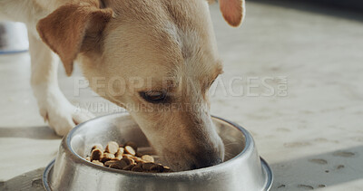 Buy stock photo Rescue center, eating and dog with food for foster care, health and growth in adoption kennel. Animal shelter, sanctuary and canine with bowl for nutrition at volunteer, charity and ngo welfare