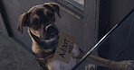 Dog, adoption and shelter with sign for animal charity, welfare or canine rescue at door. Cute, adorable or puppy with cardboard poster for foster care, hope or begging love at entrance of pet home