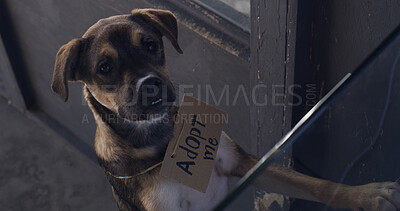 Buy stock photo Dog, adoption and shelter with sign for animal charity, welfare or canine rescue at door. Cute, adorable or puppy with cardboard poster for foster care, hope or begging love at entrance of pet home