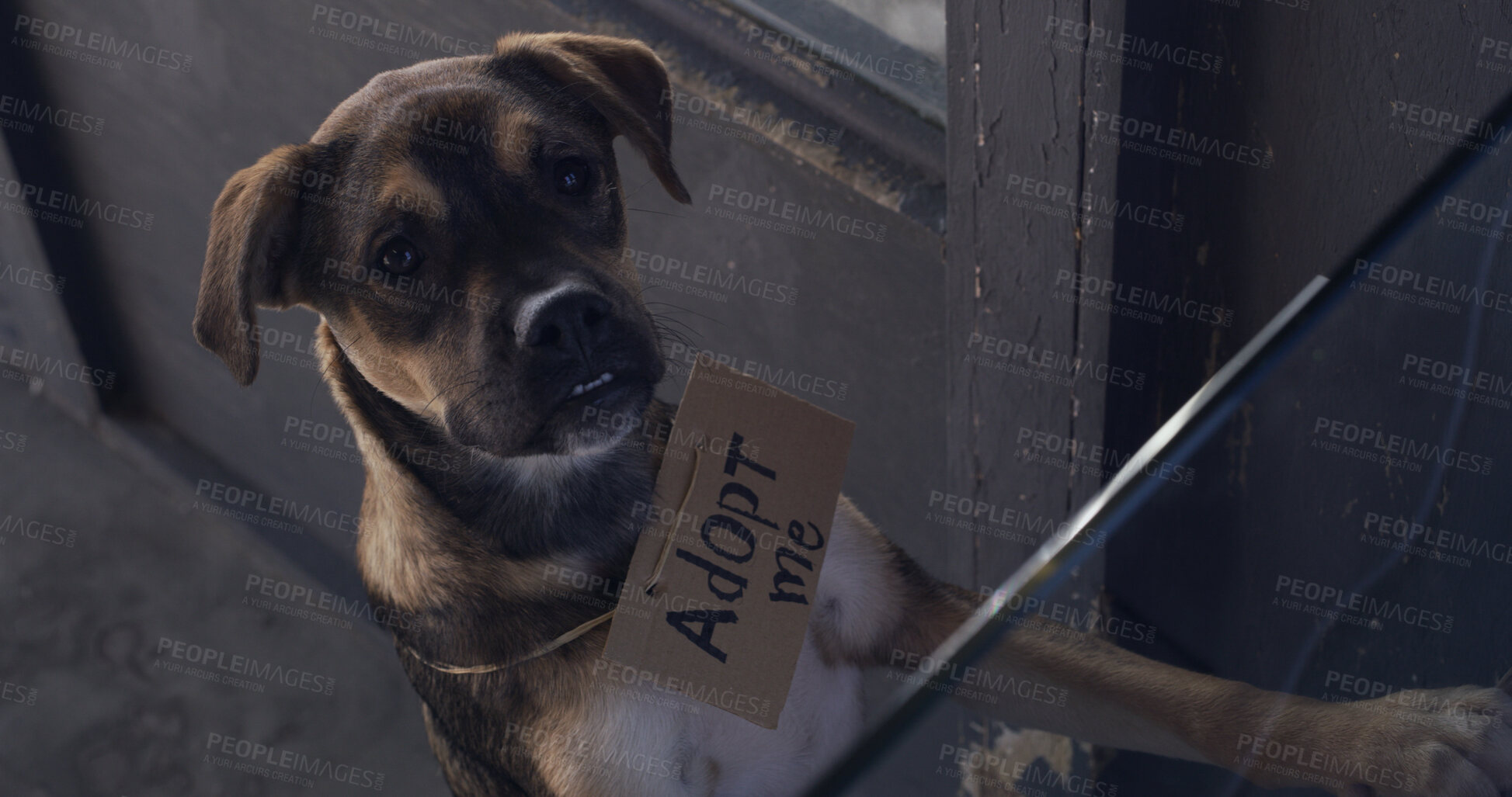 Buy stock photo Dog, adoption and shelter with sign for animal charity, welfare or canine rescue at door. Cute, adorable or puppy with cardboard poster for foster care, hope or begging love at entrance of pet home