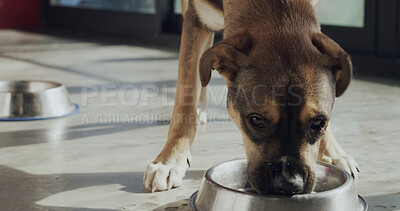 Buy stock photo Rescue center, bowl and dog with food for foster care, health and growth in adoption kennel. Animal shelter, sanctuary and canine eating for nutrition at volunteer home, charity and ngo welfare