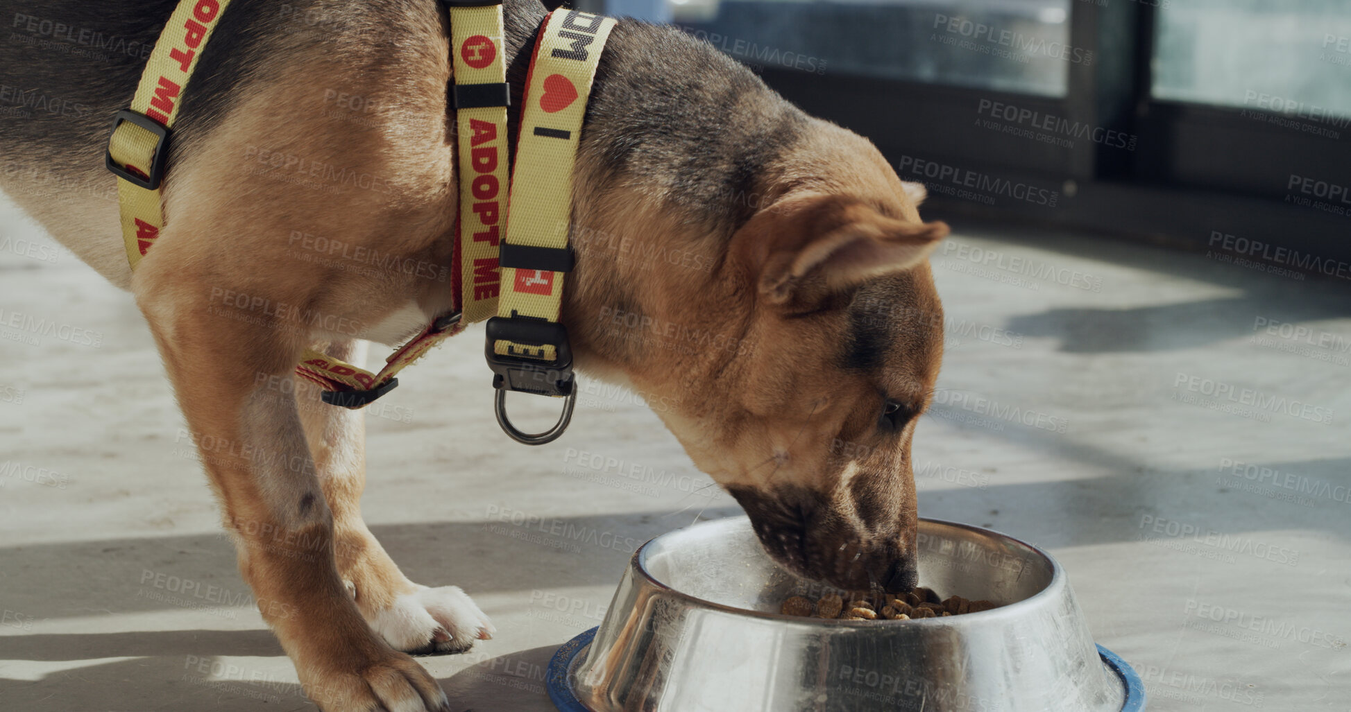 Buy stock photo Adoption center, bowl and dog with food for foster care, health and growth in rescue kennel. Animal shelter, sanctuary and canine eating for nutrition at volunteer home, charity and ngo welfare