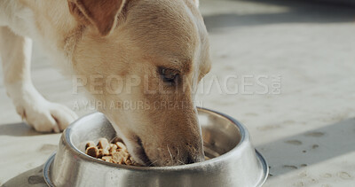 Buy stock photo Adoption center, eating and dog with food for foster care, health and growth in rescue kennel. Animal shelter, sanctuary and canine with bowl for nutrition at volunteer, charity and ngo welfare