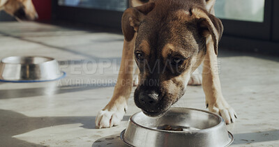 Buy stock photo Adoption center, pets and dog with food for foster care, health and eating in rescue kennel. Animal shelter, sanctuary and canine with bowl for nutrition at volunteer, charity and ngo welfare