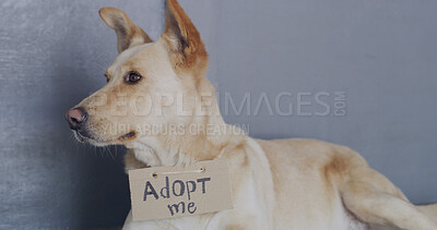 Buy stock photo Adoption, text or dog with sign for foster care, health and growth in rescue kennel. Waiting, companion sanctuary and domestic canine in animal shelter for volunteer home, charity welfare and pet NGO