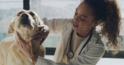Buy stock photo Woman, veterinary and dog with checkup for medical assessment, adoption or care in animal shelter. Female person, vet or volunteer with pet for health service, NGO or charity agency at indoor clinic