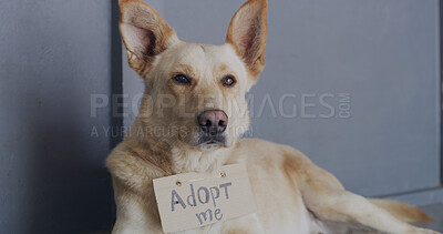 Buy stock photo Dog, adoption and shelter with poster for animal charity, welfare or canine rescue in center. Space, homeless or puppy with cardboard sign in foster care, hope or begging love for house or pet owner