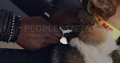 Buy stock photo Injection, help and hands with dog and person for microchip implant, pet care and location tracker. Animal welfare, identity tag and vaccine with veterinarian and puppy in shelter for transponder