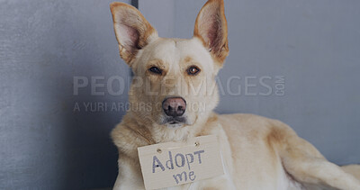 Buy stock photo Dog, adoption service or shelter with poster for animal charity, welfare or canine rescue in center. Space, homeless or puppy with cardboard, adopt sign or foster care for love, hope or companion