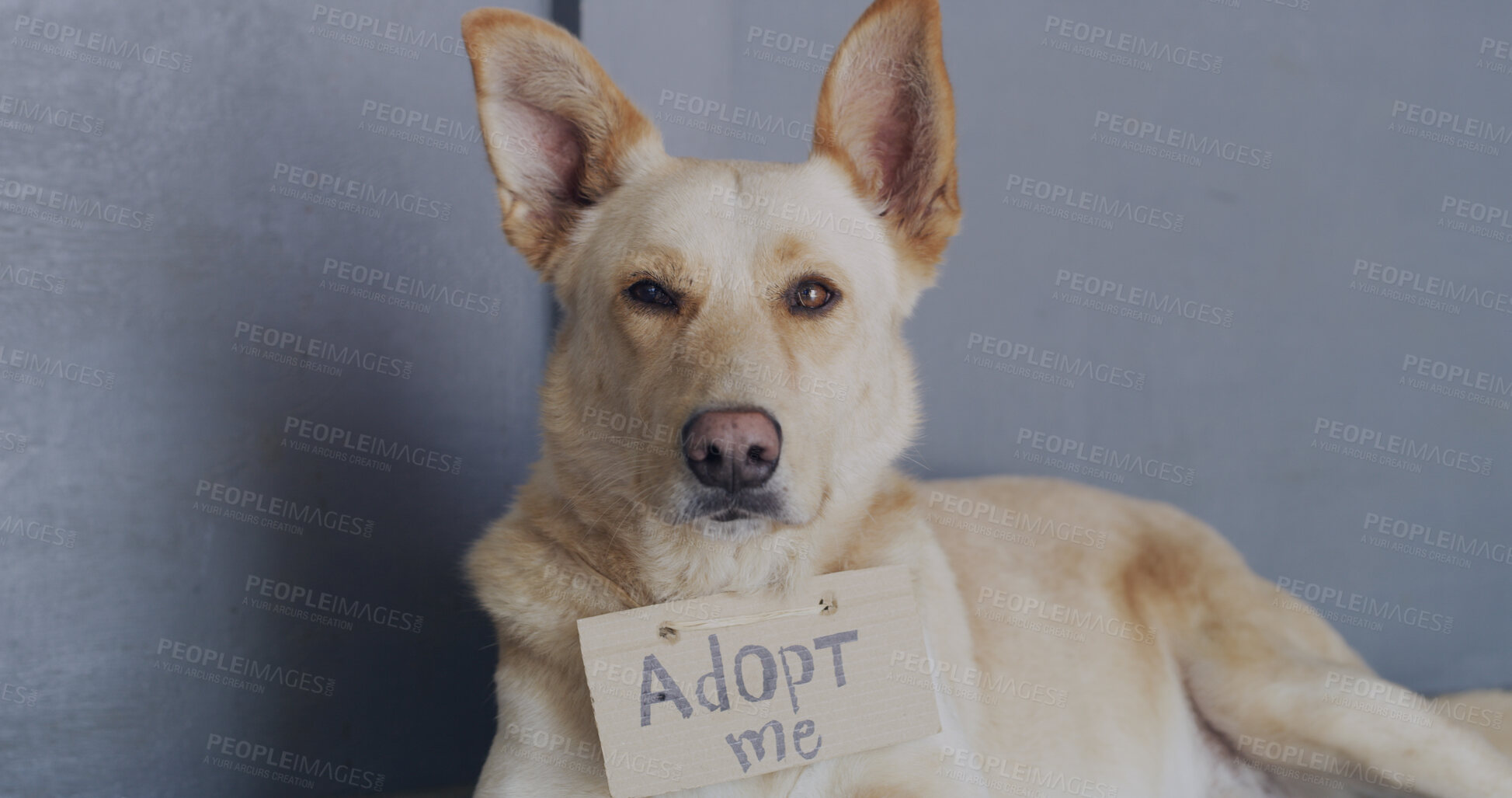 Buy stock photo Dog, adoption service or shelter with poster for animal charity, welfare or canine rescue in center. Space, homeless or puppy with cardboard, adopt sign or foster care for love, hope or companion