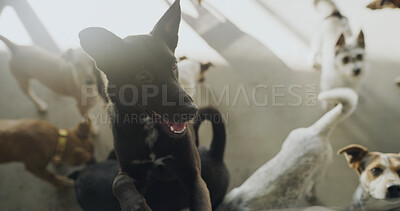 Buy stock photo Dog adoption, pets and group for foster care, health and growth in rescue kennel. Animal shelter, companion sanctuary and domestic canine for friends at volunteer home, charity and NGO for welfare