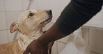 Hands, dog and wash in bathroom for cleaning, hygiene maintenance or grooming service at animal spa. Scared pet, person and bath with groomer for massage, health and wellness with care at salon