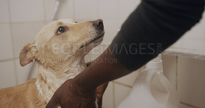 Buy stock photo Hands, dog and wash in bathroom for cleaning, hygiene maintenance or grooming service at animal spa. Scared pet, person and bath with groomer for massage, health and wellness with care at salon