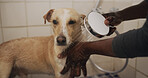 Hands, hygiene and grooming dog in bathroom, water and washing domestic pet and cleanliness in home. Wet, fur and prevention of germs, coat health or wellness of canine, shower and person with animal