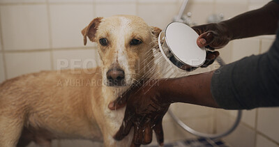 Buy stock photo Hands, hygiene and grooming dog in bathroom, water and washing domestic pet and cleanliness in home. Wet, fur and prevention of germs, coat health or wellness of canine, shower and person with animal