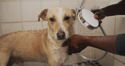 Buy stock photo Hands, cleanliness and grooming dog in bathroom, water and washing domestic pet and hygiene in home. Wet, fur and prevention of germs, coat health or wellness of canine, shower and person with animal