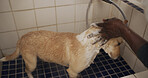 Hands, water and grooming dog in bathroom, cleanliness and washing domestic pet and hygiene in home. Wet, fur and prevention of germs, coat health or wellness of canine, shower and person with animal