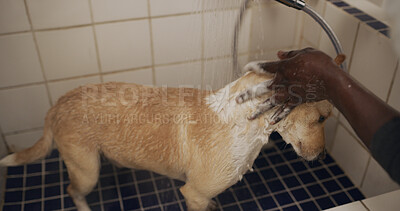 Buy stock photo Hands, water and grooming dog in bathroom, cleanliness and washing domestic pet and hygiene in home. Wet, fur and prevention of germs, coat health or wellness of canine, shower and person with animal