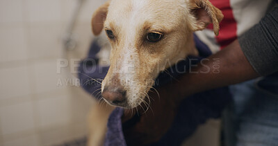 Buy stock photo Hands, dog and dry with towel for cleaning, hygiene maintenance and grooming service at animal spa. Cute pet, person and groomer with cloth to wipe fur for health, wellness and care at bathroom