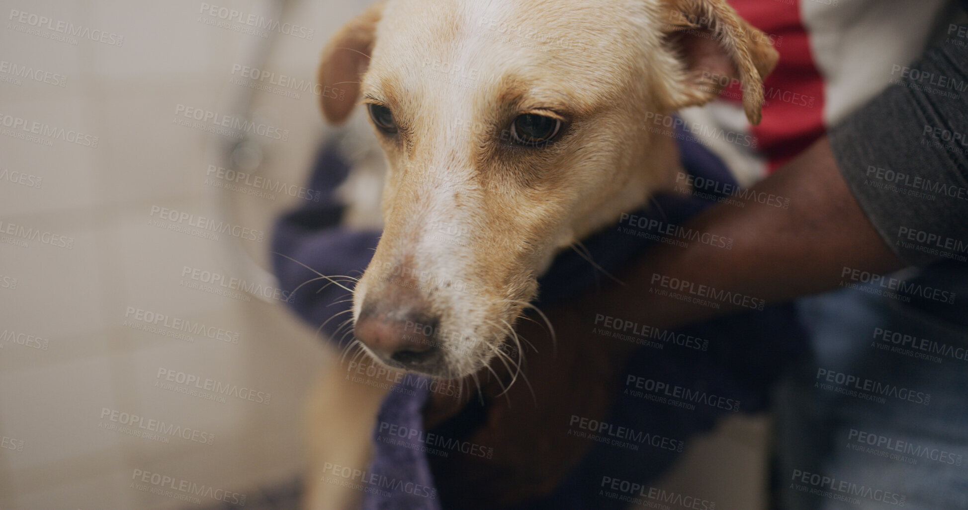Buy stock photo Hands, dog and dry with towel for cleaning, hygiene maintenance and grooming service at animal spa. Cute pet, person and groomer with cloth to wipe fur for health, wellness and care at bathroom