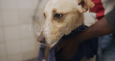 Buy stock photo Hands, dog and towel in bathroom for cleaning, hygiene maintenance or grooming service at animal spa. Cute pet, person and groomer with cloth to wipe fur for health, wellness and dry for care