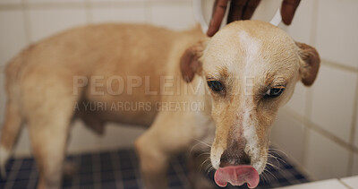 Buy stock photo Hands, care and washing dog in bathroom, hygiene or grooming domestic animal or cleanliness in home. Clean, fur or prevention of germs, coat health or wellness of canine, skincare and person with pet