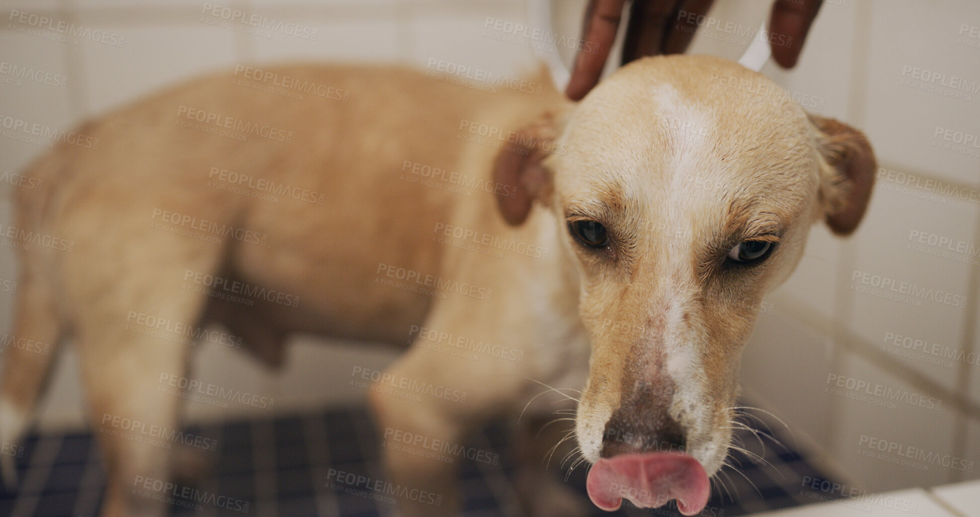 Buy stock photo Hands, care and washing dog in bathroom, hygiene or grooming domestic animal or cleanliness in home. Clean, fur or prevention of germs, coat health or wellness of canine, skincare and person with pet