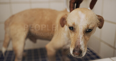 Buy stock photo Hands, care and grooming dog in bathroom, hygiene or washing domestic animal or cleanliness in home. Clean, fur or prevention of germs, coat health or wellness of canine, skincare and person with pet