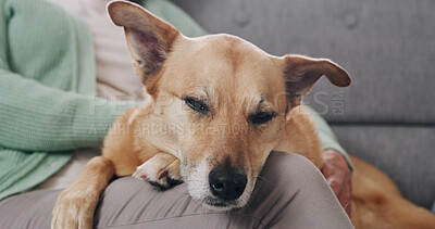 Buy stock photo Home, sofa and person with dog for sleep, support and animal care in living room to relax. Best friend, lounge and hands of owner with canine pet, nap or rest for bonding and comfort together