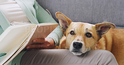 Buy stock photo Home, sofa and person with pet dog for love, support and animal care in living room to relax. Best friend, lounge and hands of owner with canine, book or diary for bonding and journaling together