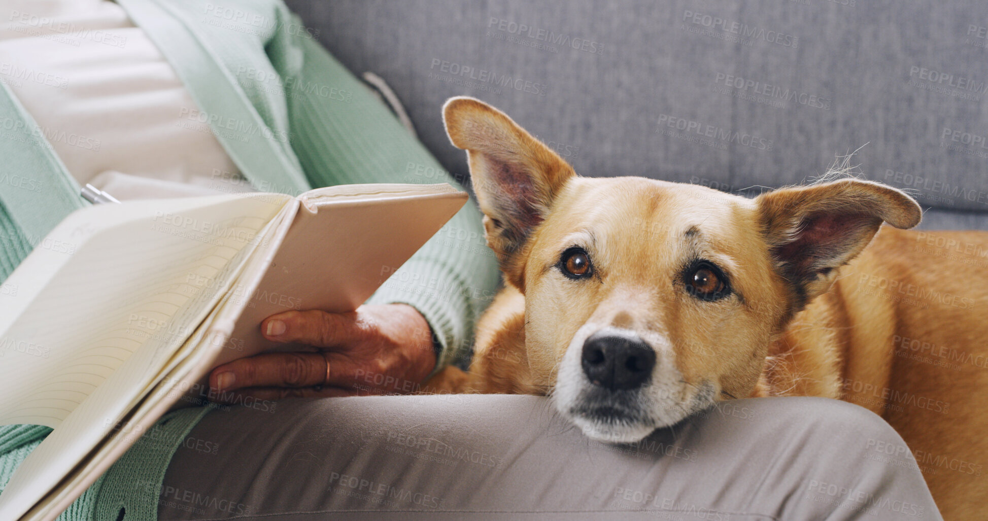 Buy stock photo Home, sofa and person with pet dog for love, support and animal care in living room to relax. Best friend, lounge and hands of owner with canine, book or diary for bonding and journaling together