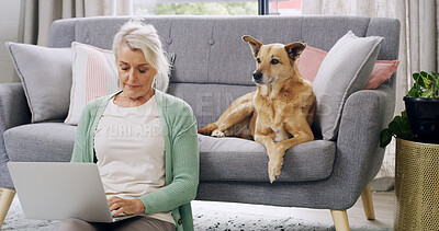 Buy stock photo Laptop, dog and senior woman in home with reading online news, blog or email for communication. Relax, pet and elderly female person with computer for contact on website in living room at house.
