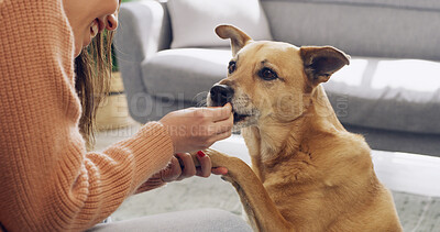 Buy stock photo Hand, reward or training with dog and owner in living room of home for discipline or obedience. Learning, paw or treats with person and pet animal in apartment for development or instructions