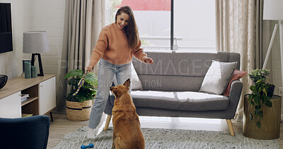 Buy stock photo Woman, rope and playing with dog in home for stimulation, animal training and pet adoption. Happy, fur companion and owner with toys in lounge for bonding, development and learning behavior in house