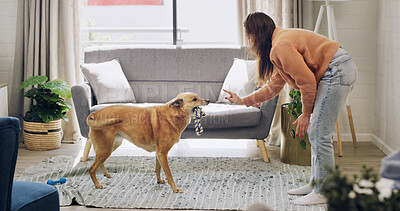 Buy stock photo Training, playing and woman with dog in home for bonding, adoption or connection together. Discipline, toy and female person with puppy, pet or animal for fun on weekend in living room at house.