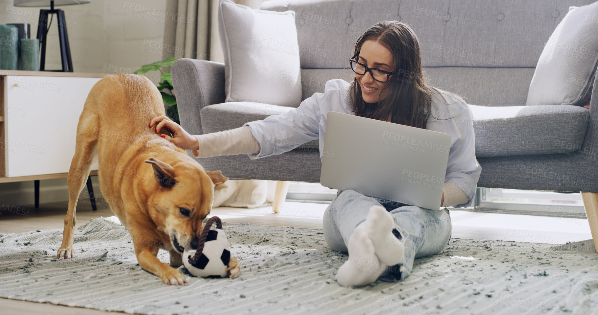 Buy stock photo Laptop, remote work and woman play with dog on floor for bonding with toy ball together. Computer, pet and happy freelancer in home lounge to stroke animal, care or online distraction with companion