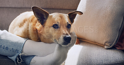 Buy stock photo Dog, relax and sofa with pet owner for home safety, security or loyal companionship together. Person, animal or canine lying with alert or sense in apartment for guard duty or protection in house