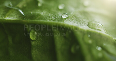 Buy stock photo Water, plant and closeup of leaf with drop for condensation, hydration and moisture for growth. Nature, green and natural texture with liquid, rain and droplets for ecology, environment and ecosystem