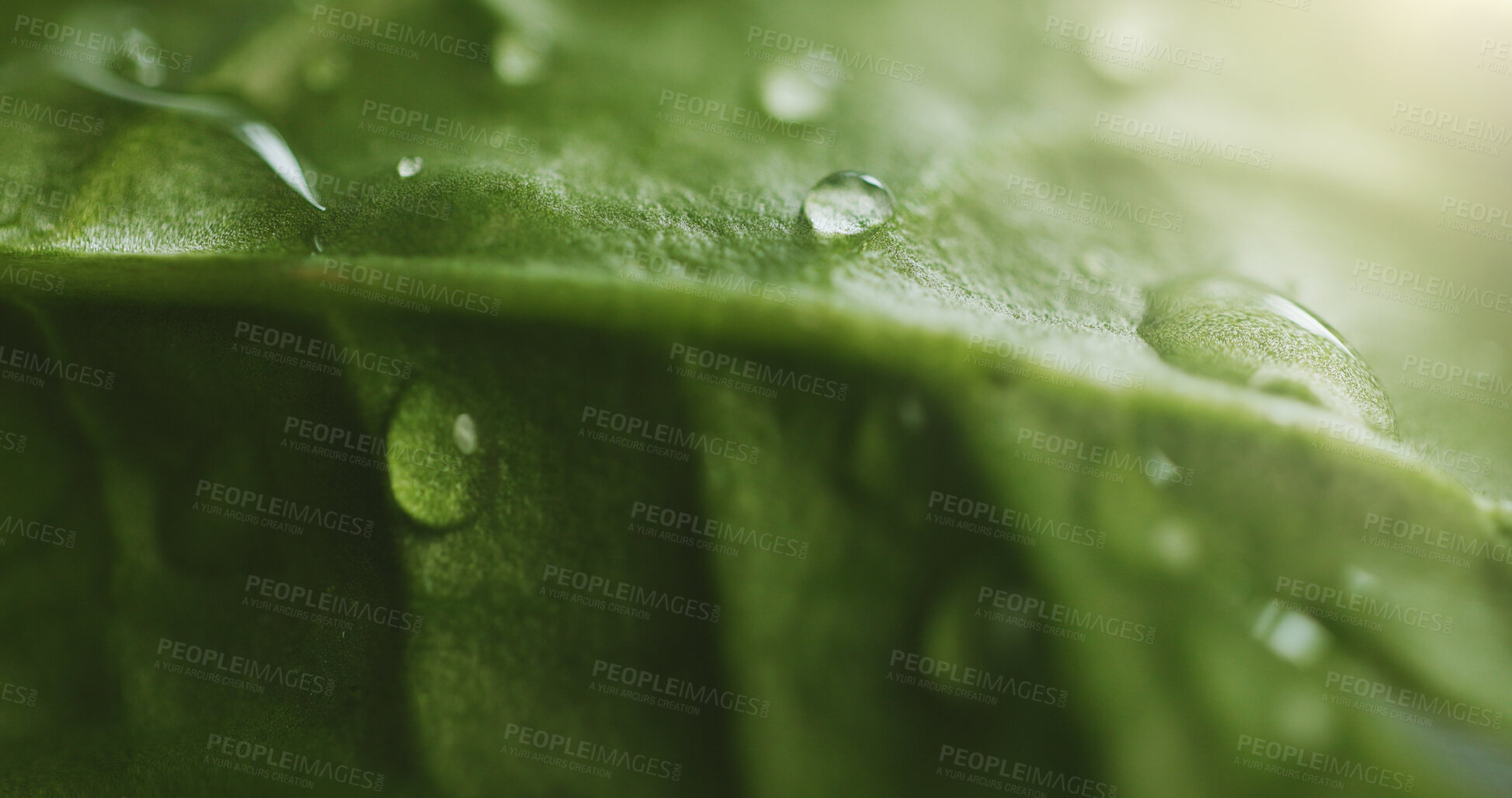 Buy stock photo Water, plant and closeup of leaf with drop for condensation, hydration and moisture for growth. Nature, green and natural texture with liquid, rain and droplets for ecology, environment and ecosystem