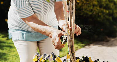 Buy stock photo Gardening, hands of senior woman and shear outdoor for pruning tree, plant health or sustainability. Retirement, elderly person and trim tool in backyard for growth maintenance and eco friendly hobby