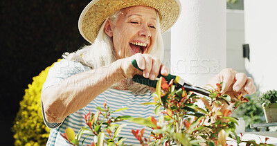 Buy stock photo Gardening, happy and senior woman with scissor outdoor with horticulture, sustainability and hobby. Gardener, excited and elderly person with tool for plants bush in backyard at retirement home.