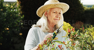 Buy stock photo Gardening, scissor and senior woman plants for horticulture, sustainability and hobby. Gardener, house and elderly female person with tool for shaping bush outdoor in backyard at retirement home.