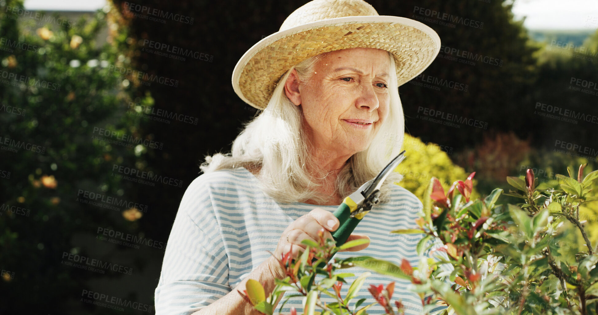Buy stock photo Gardening, scissor and senior woman plants for horticulture, sustainability and hobby. Gardener, house and elderly female person with tool for shaping bush outdoor in backyard at retirement home.