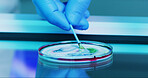 Scientist, person and swab with petri dish for biology, experiment and medical research. Biotech, laboratory and development with liquid sample study for pharmaceutical or pathology innovation