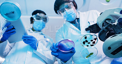 Buy stock photo Below, people and scientist with petri dish in lab for testing sample, experiment and research. Staff, team and tablet  with multiple liquid of chemical reaction, medical study and pathogen detection