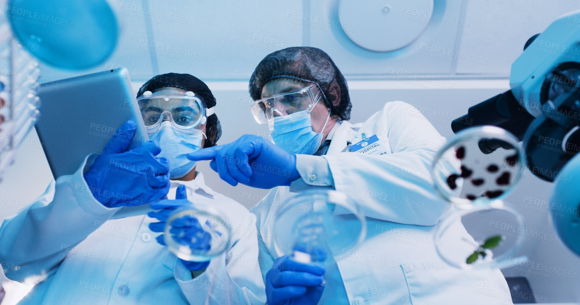 Buy stock photo People, scientist and tablet with petri dish in lab for testing sample, experiment and research. Below, team and digital report for chemical reactions, medical study and pathogen detection of vaccine