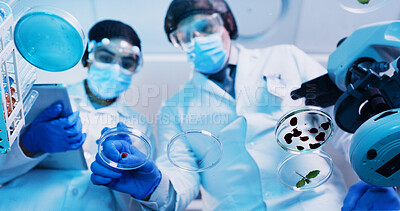 Buy stock photo Below, people and scientist swab with petri dish in lab for testing sample, experiment and research. Team, dna mixture and multiple liquid for chemicals reaction, medical study and pathogen detection