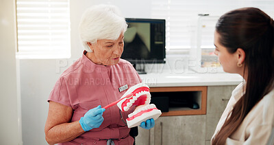 Buy stock photo Woman, dentist and mould for brushing teeth in clinic for demonstration, technique and hygiene tips. Mature person, patient and model for oral cleaning, dental procedure and process for treatment