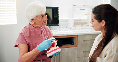 Buy stock photo Women, dentist and mould for brushing teeth in clinic for demonstration, technique and hygiene tips. Mature person, patient and model for oral cleaning, dental procedure and process for treatment